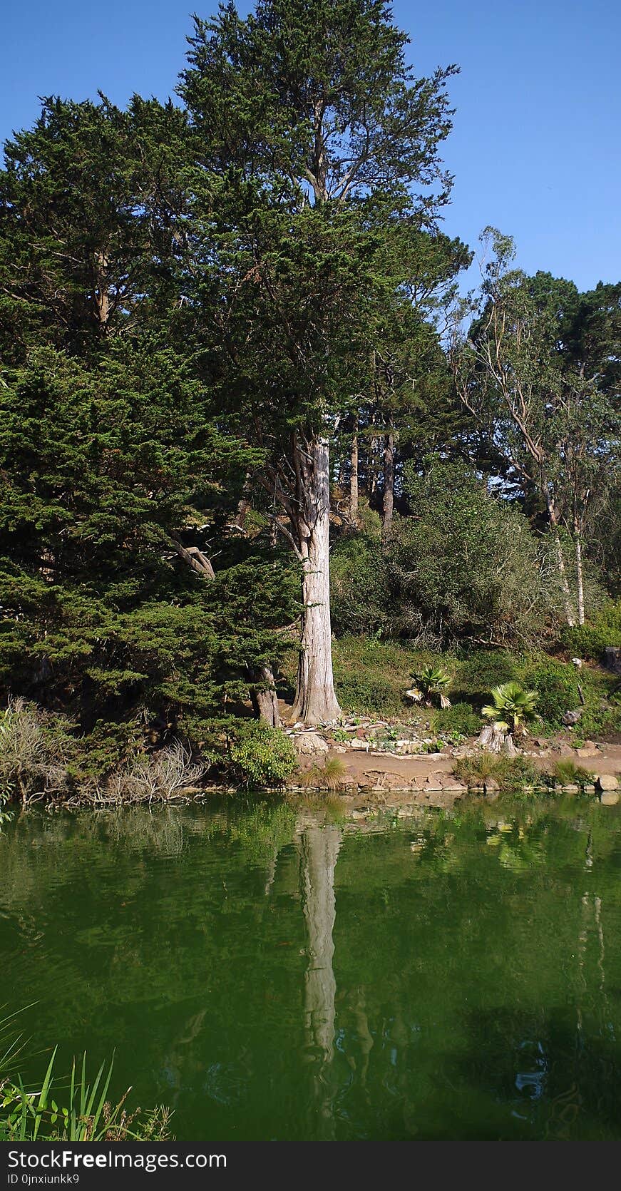 Tree, Reflection, Nature, Water