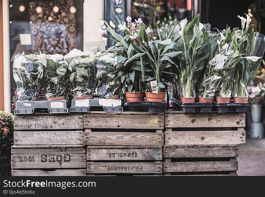 Potted Green Leaf Plants