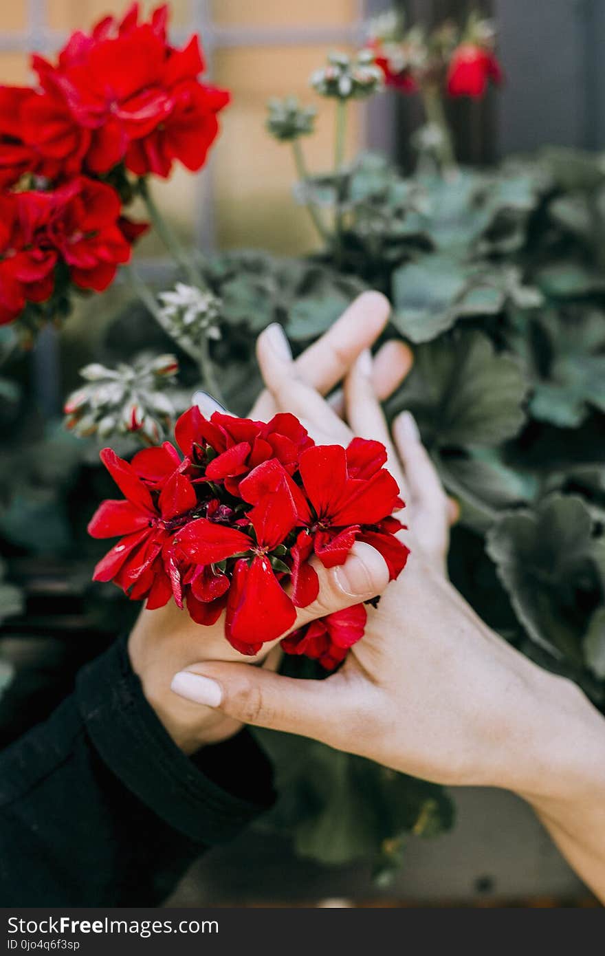 Red Petaled Flower in Between Two Person Hands