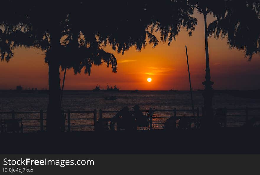 Silhouette of Trees Near Body of Water