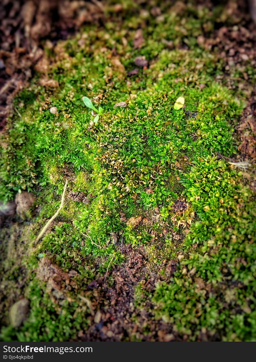 Shallow Focus Photo of Green Moss