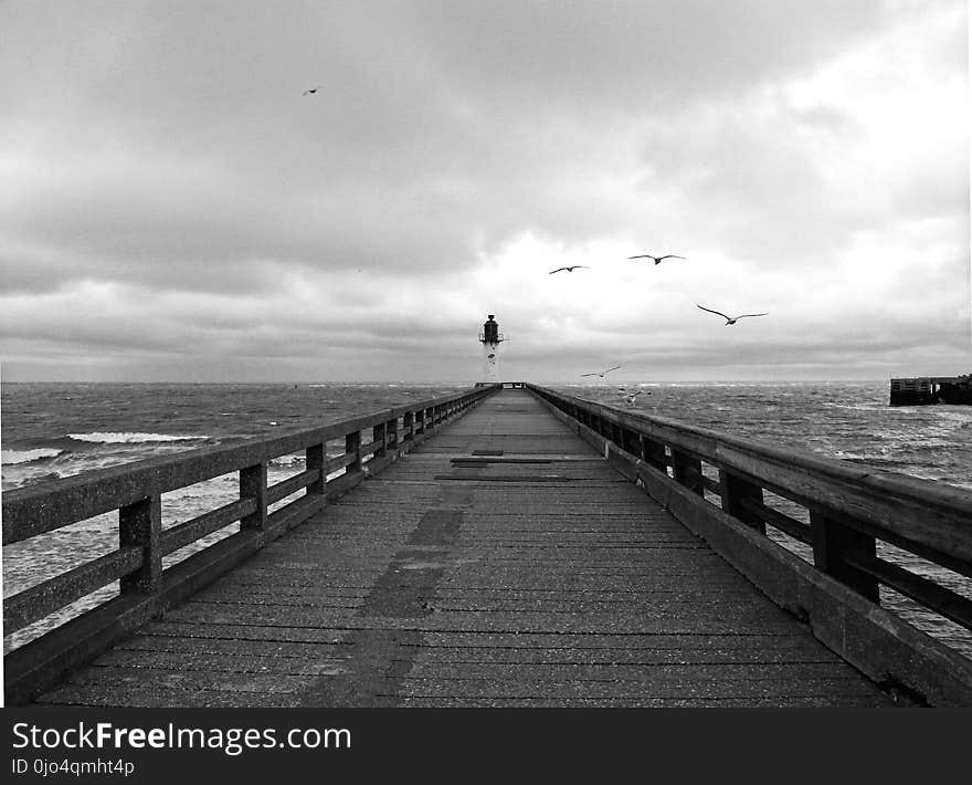 Greyscale Photography of Birds Flying Above Dockway