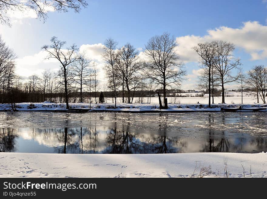 Brown Leafless Tree Along River