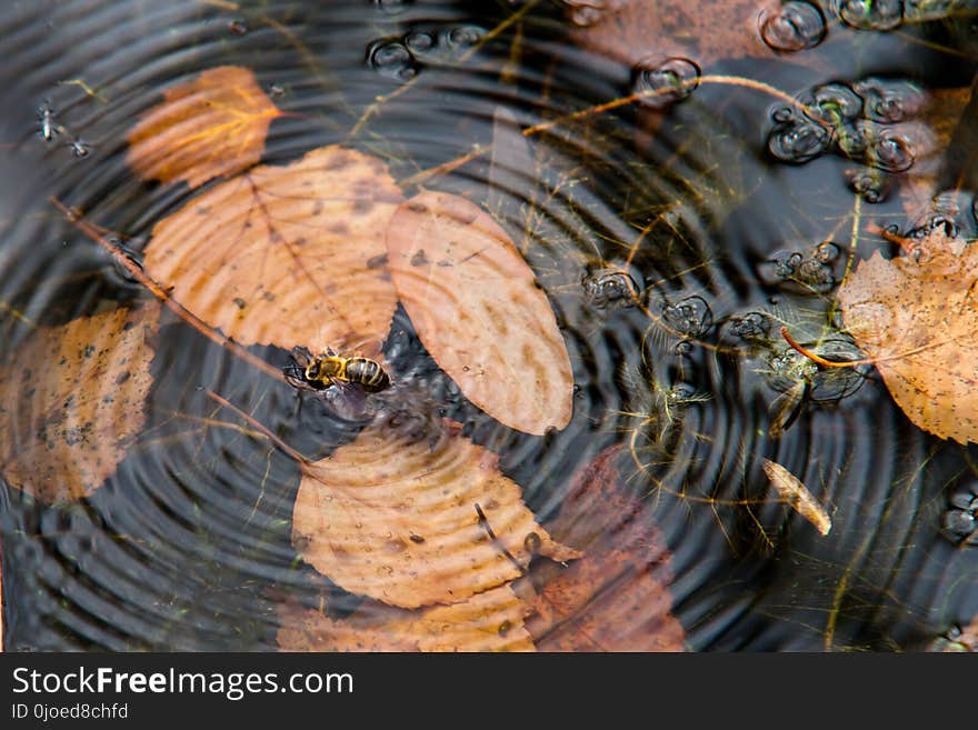 Water, Wood, Organism