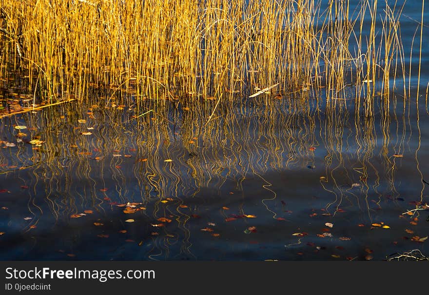 Reflection, Water, Nature, Wetland