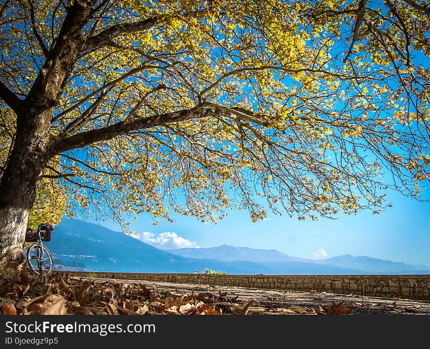 Nature, Tree, Sky, Leaf