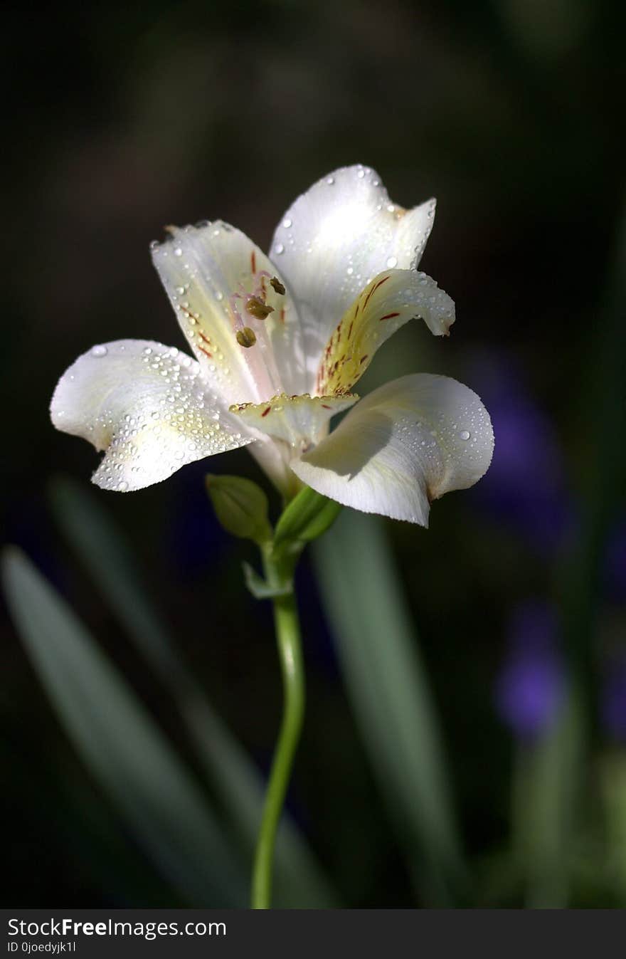 Flower, Plant, Flora, Lily