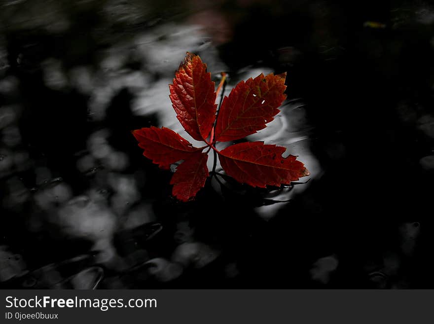 Red, Leaf, Flora, Black And White