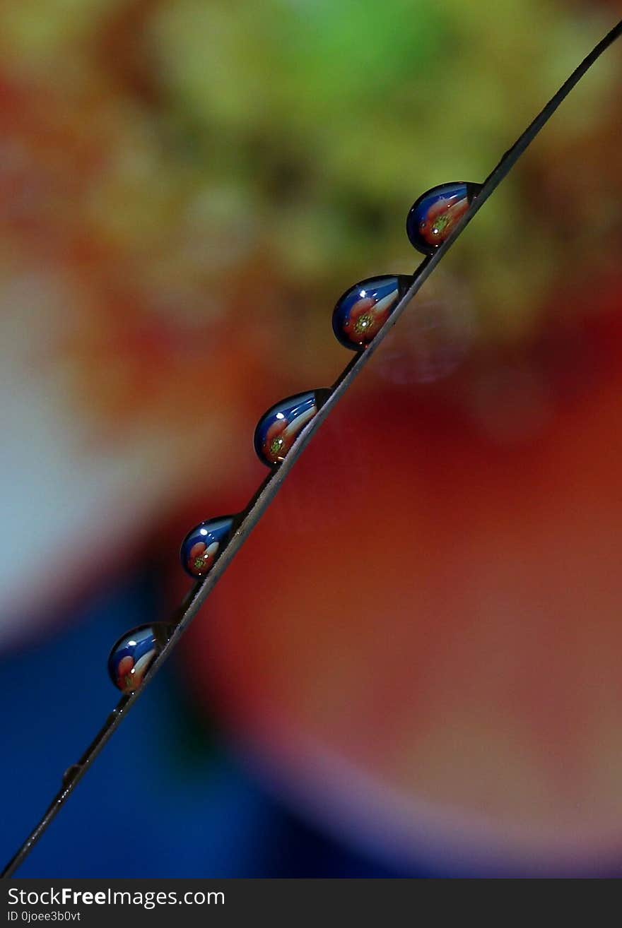 Water, Dew, Drop, Macro Photography