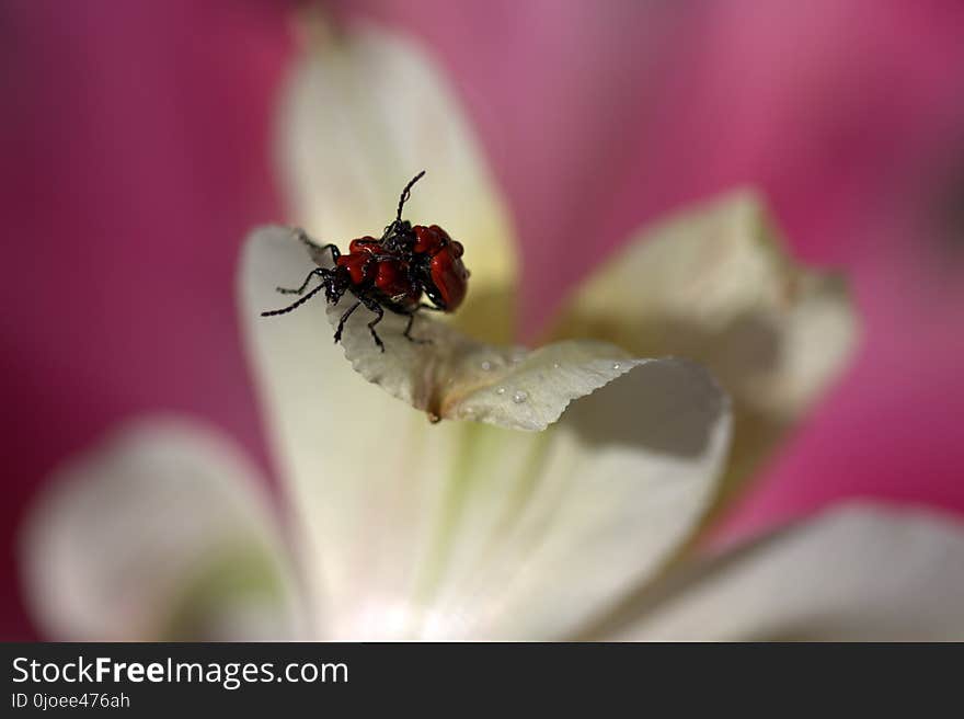 Insect, Flower, Nectar, Macro Photography