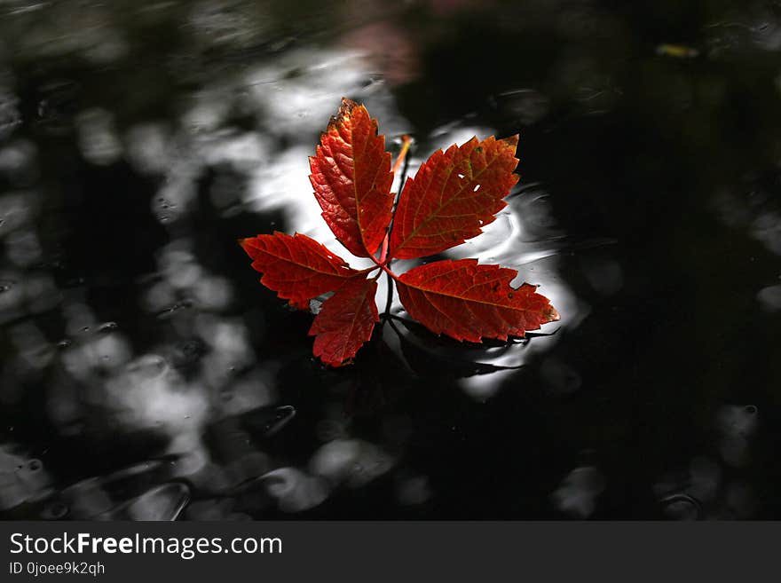 Leaf, Red, Flora, Autumn