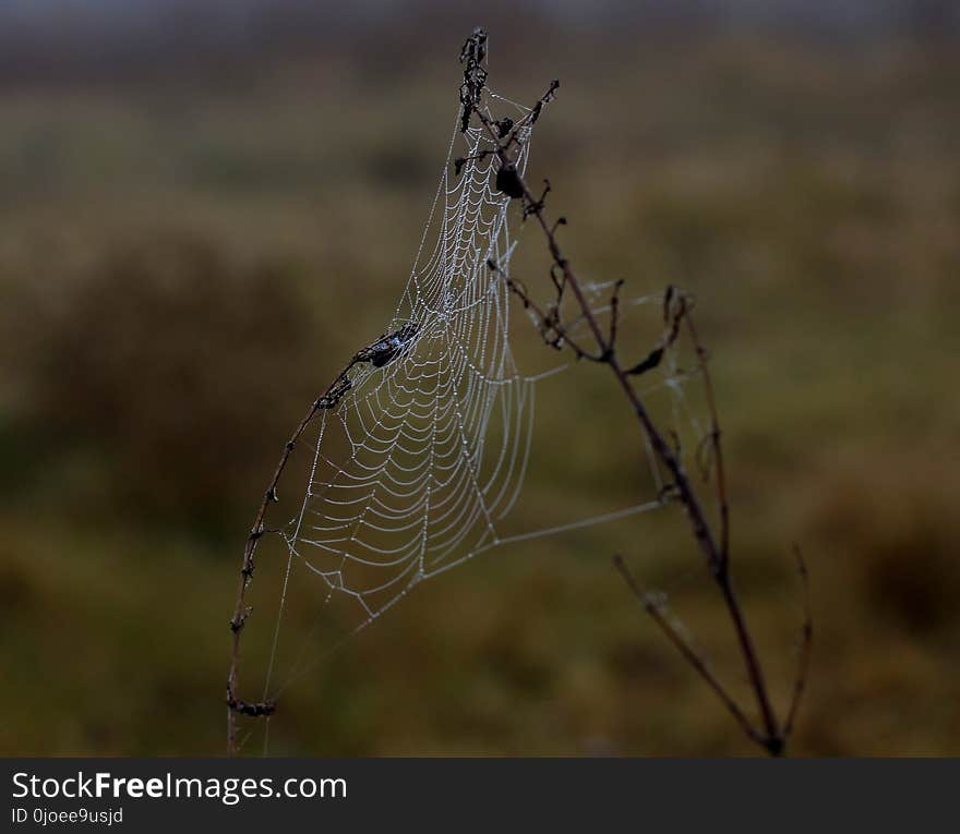 Spider Web, Wildlife, Spider, Arachnid