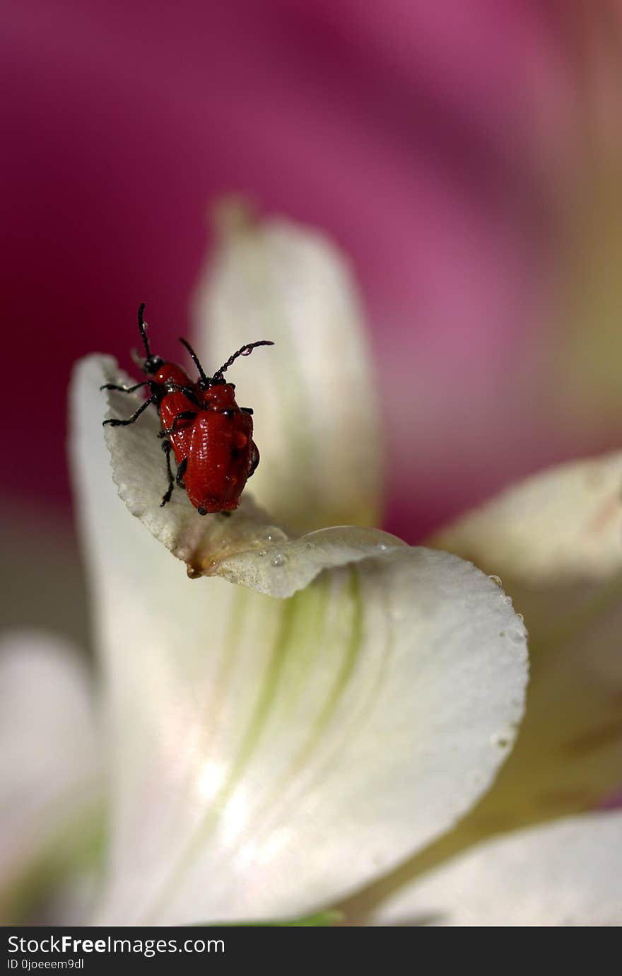 Insect, Flower, Macro Photography, Flora