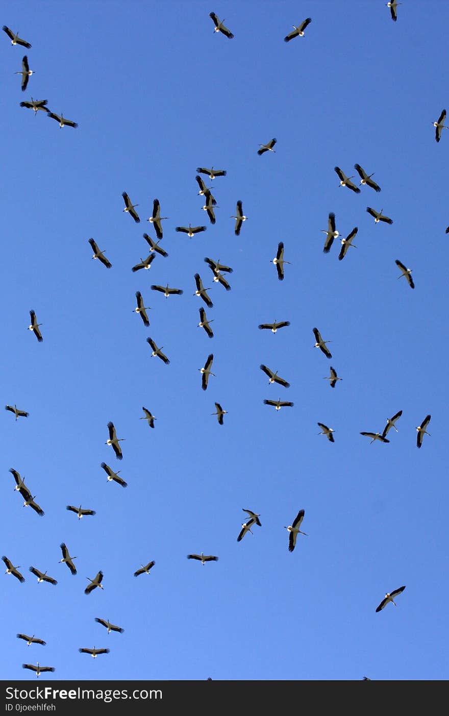 Sky, Flock, Bird Migration, Bird