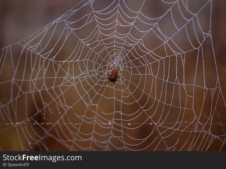 Spider Web, Arachnid, Spider, Invertebrate