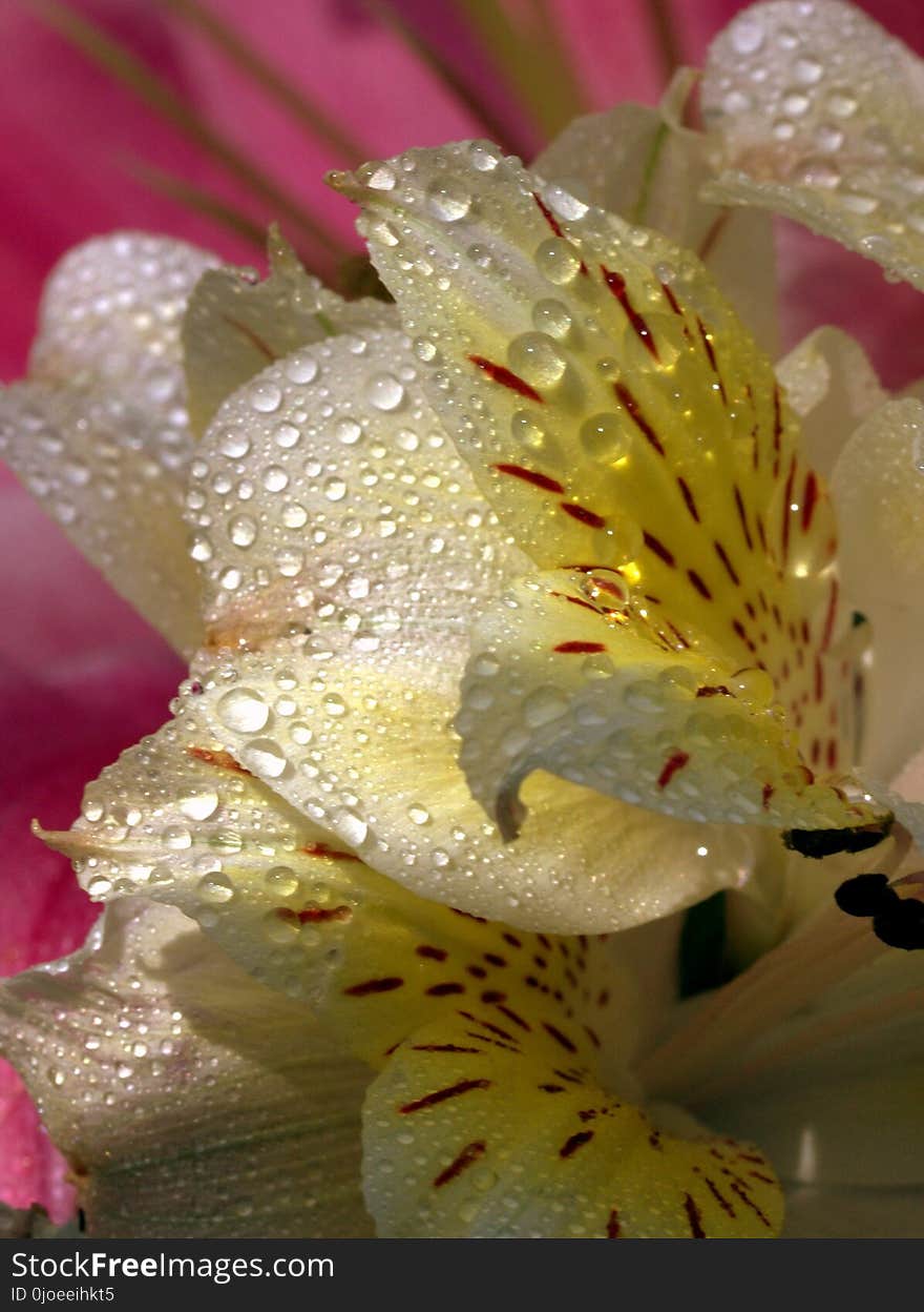 Flower, Yellow, Flora, Close Up