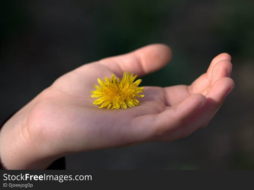 Flower, Yellow, Flora, Close Up