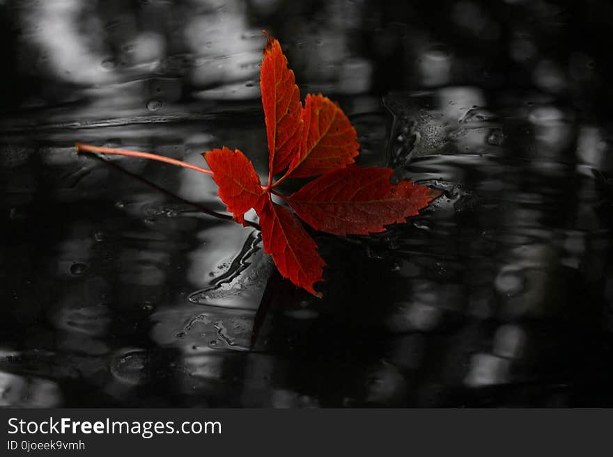 Red, Black, Flora, Black And White