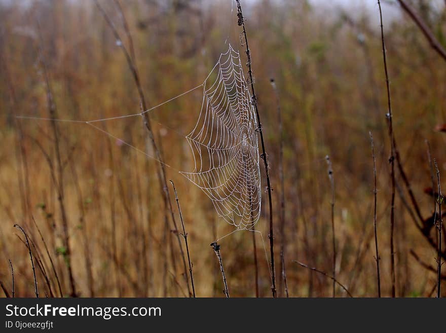 Spider Web, Wildlife, Grass Family, Grass