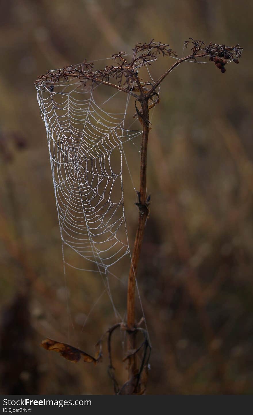 Spider Web, Arachnid, Spider, Branch