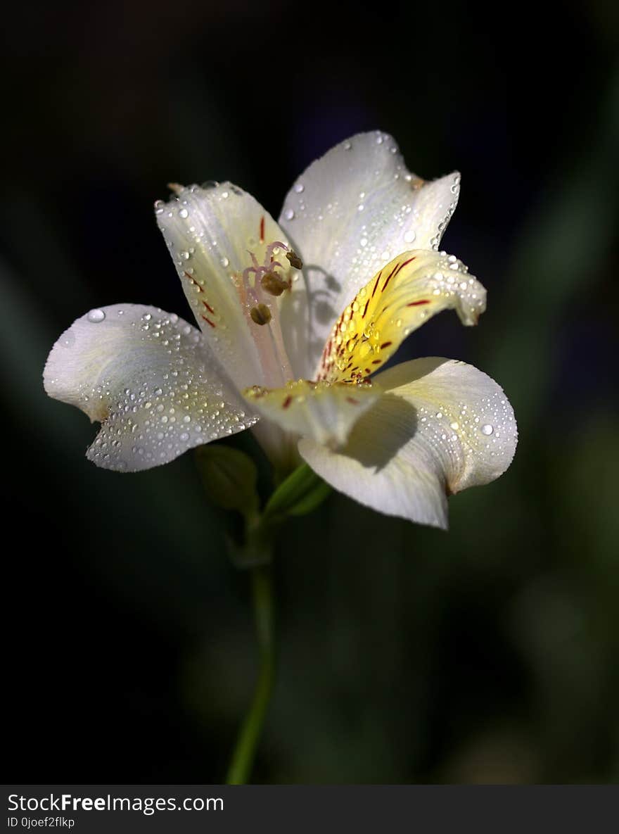 Flower, Flora, Plant, Wildflower