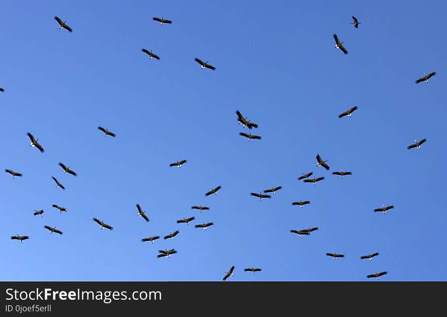 Sky, Flock, Bird Migration, Bird