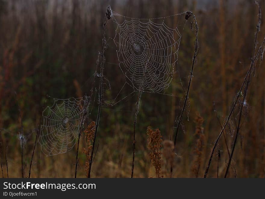 Wildlife, Spider Web, Fauna, Grass