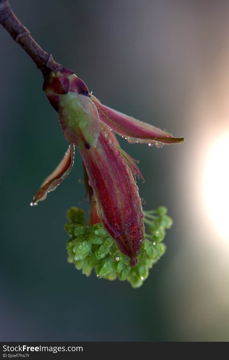 Insect, Macro Photography, Close Up, Bud