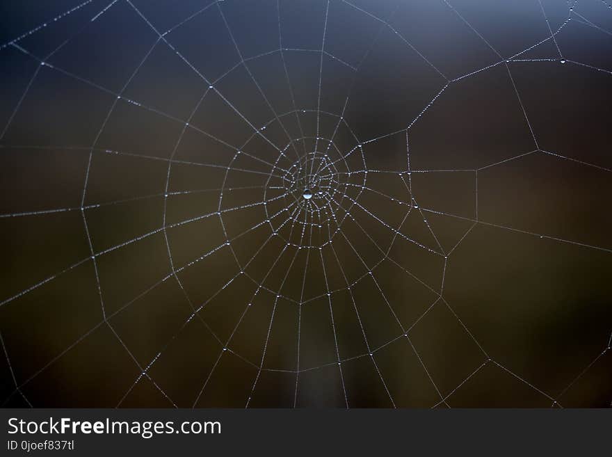 Spider Web, Water, Atmosphere, Macro Photography