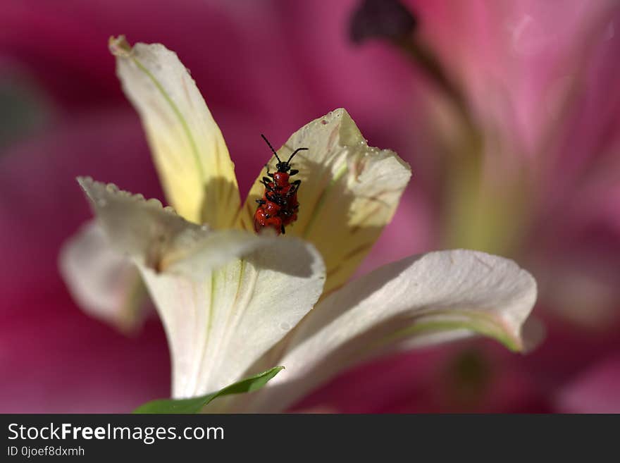 Flower, Flora, Pollen, Petal