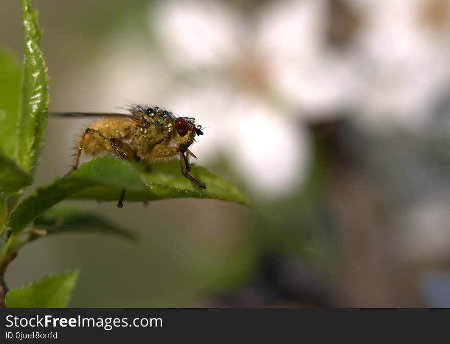 Insect, Fauna, Macro Photography, Close Up