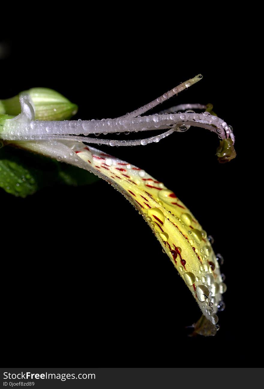 Macro Photography, Organism, Insect, Plant Stem