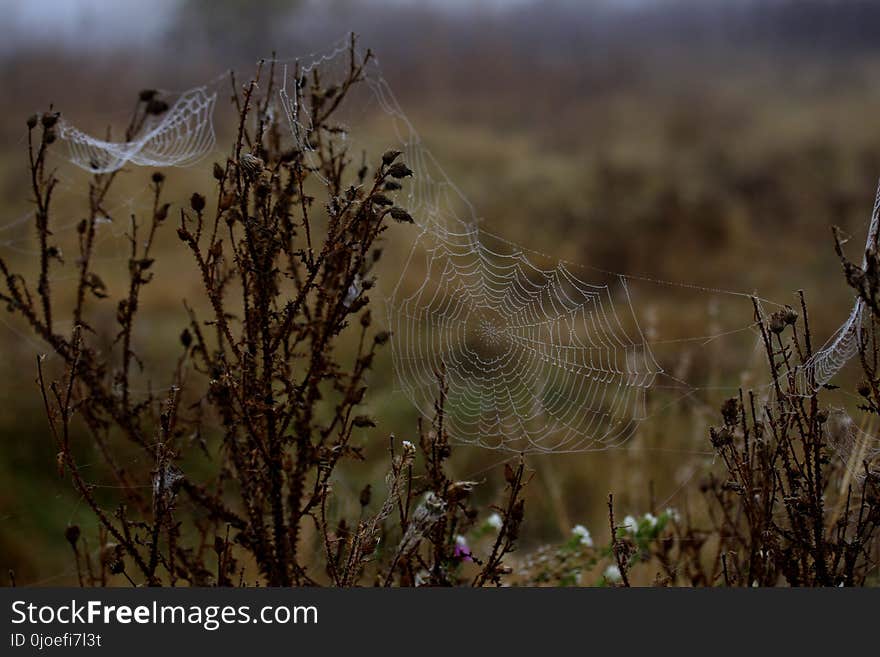 Spider Web, Ecosystem, Wildlife, Morning