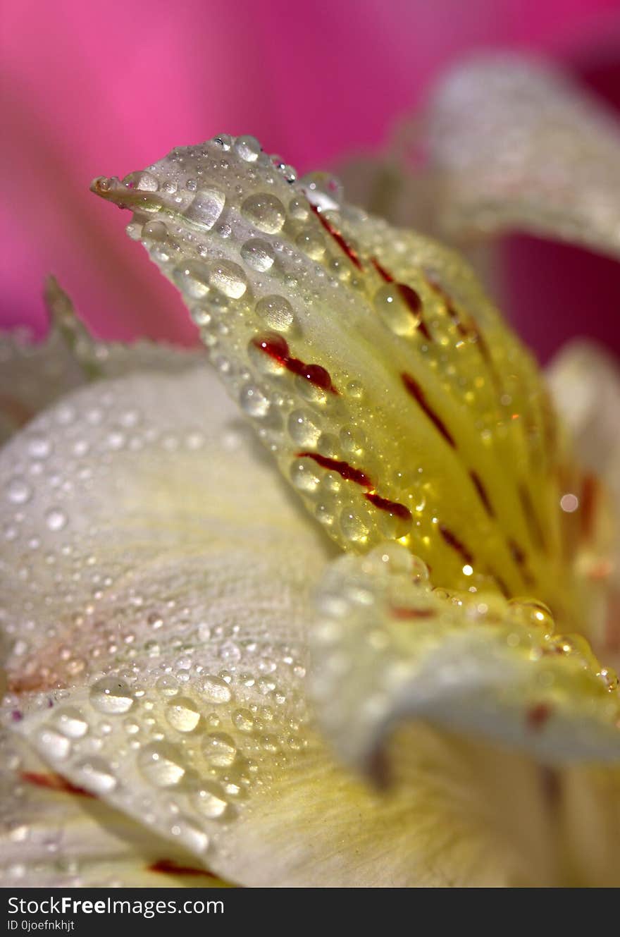 Flower, Dew, Water, Macro Photography