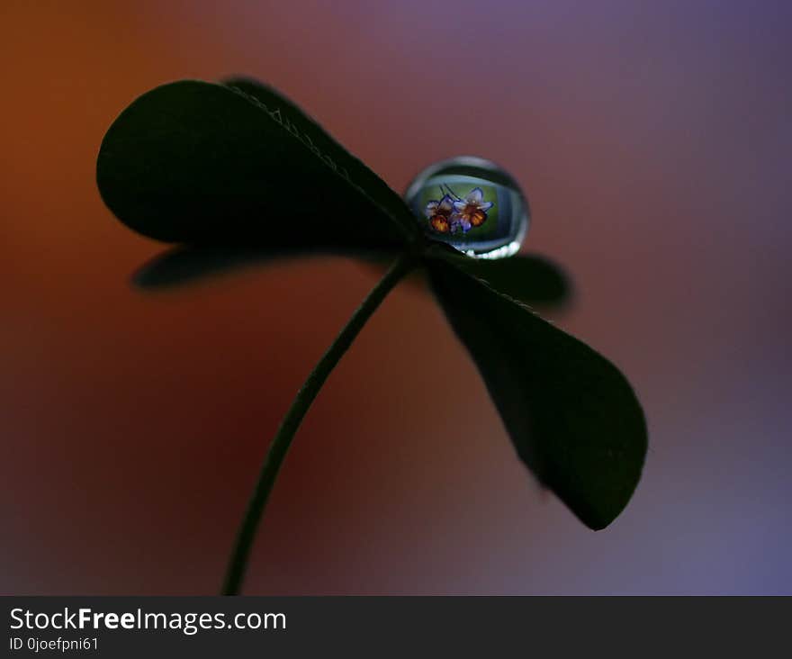 Close Up, Macro Photography, Insect