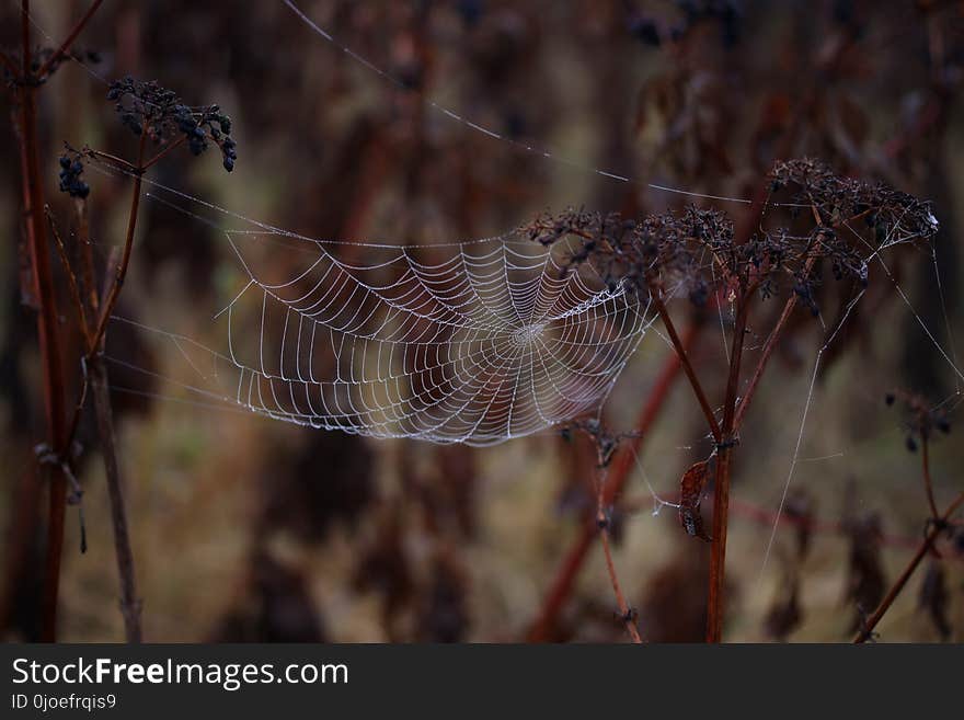 Spider Web, Arachnid, Wildlife, Spider