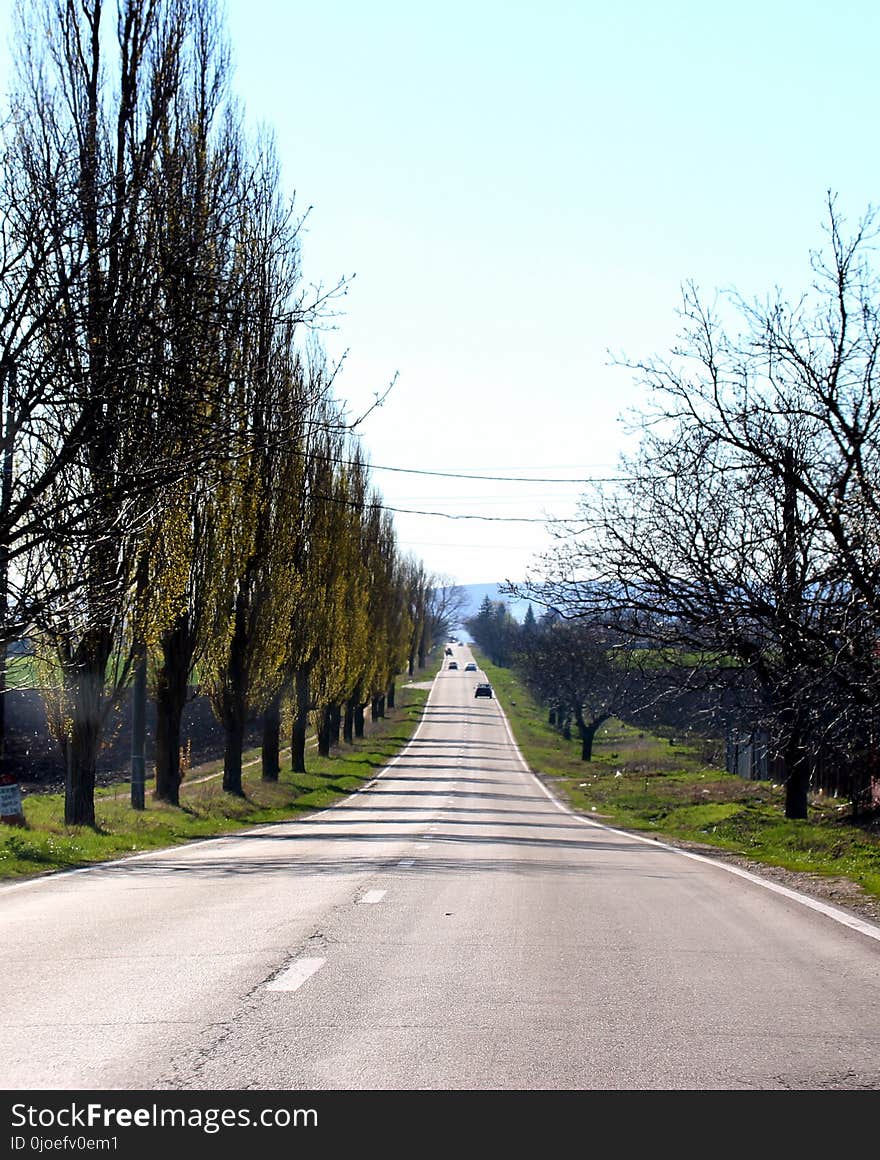 Road, Tree, Lane, Sky