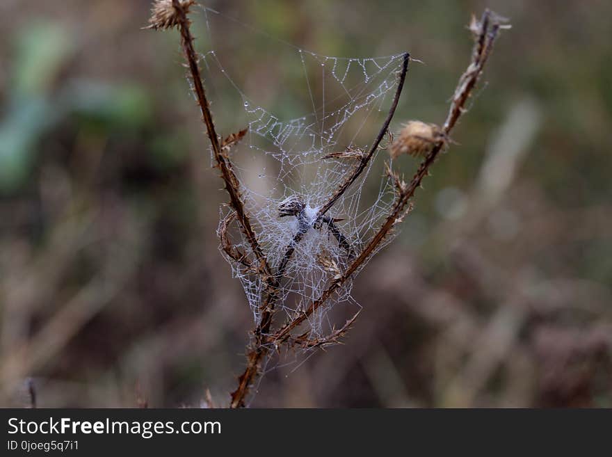 Spider Web, Spider, Invertebrate, Arachnid