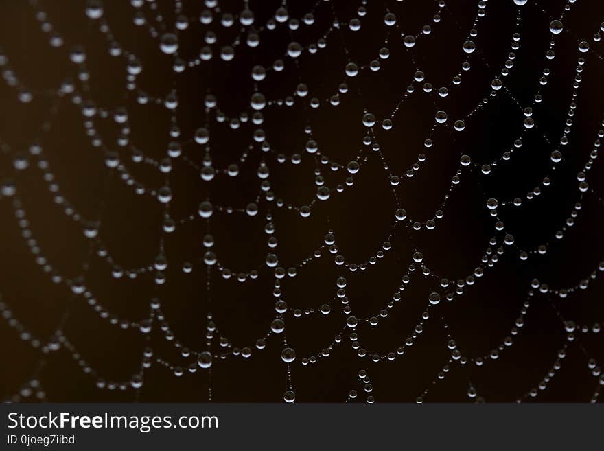 Spider Web, Water, Black, Moisture