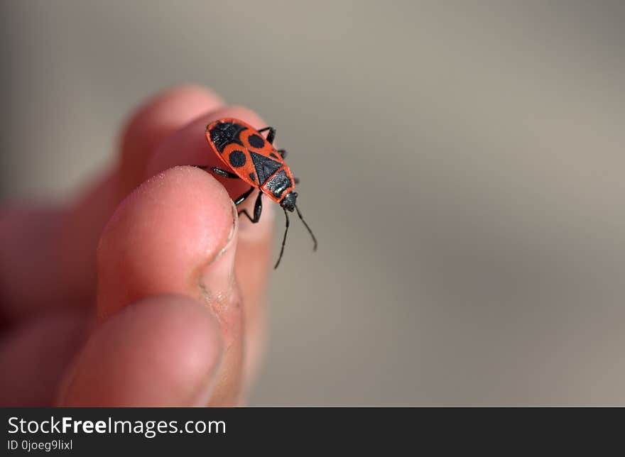 Insect, Macro Photography, Invertebrate, Close Up