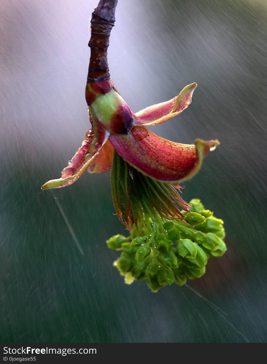 Plant, Leaf, Flora, Carnivorous Plant