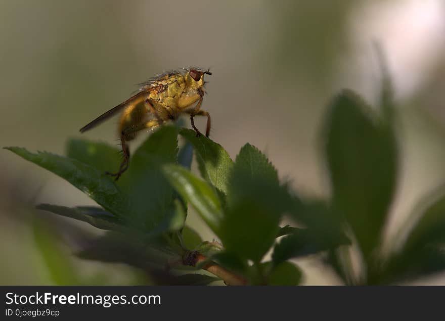 Insect, Pest, Membrane Winged Insect, Invertebrate