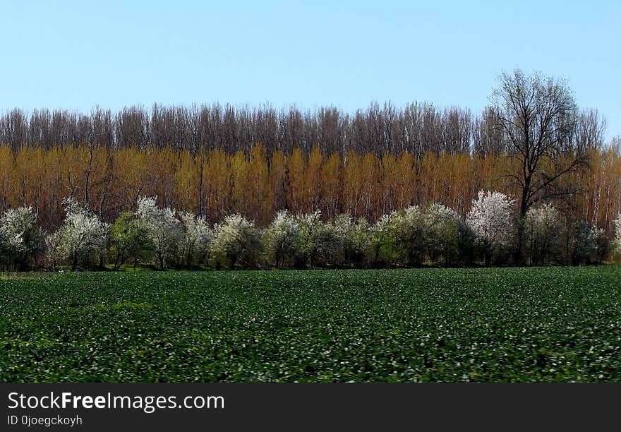 Ecosystem, Field, Tree, Vegetation