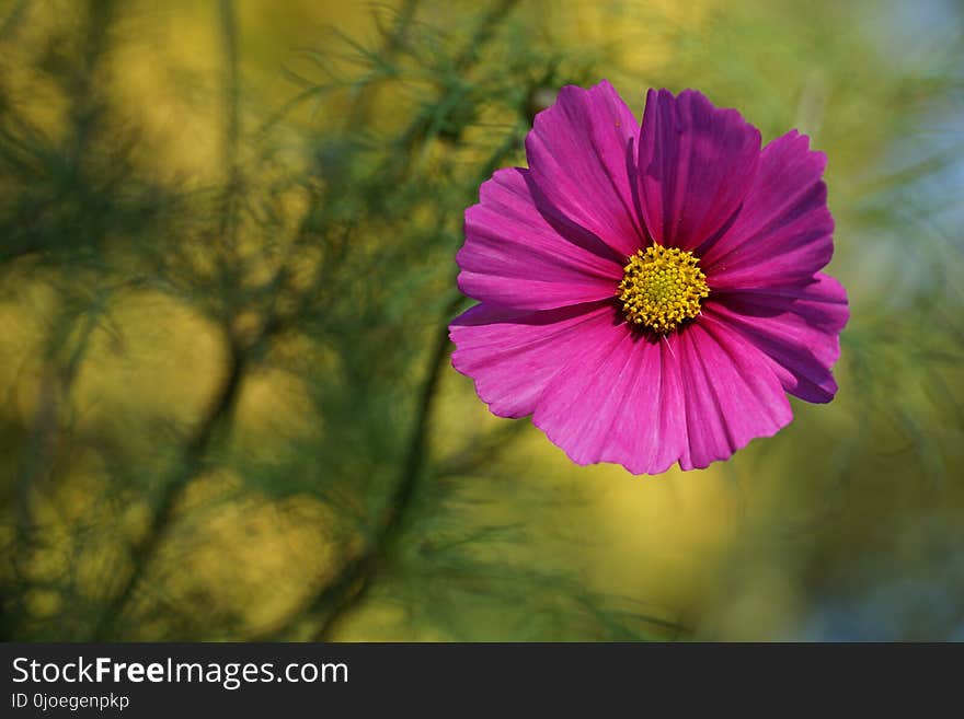 Flower, Flora, Garden Cosmos, Yellow