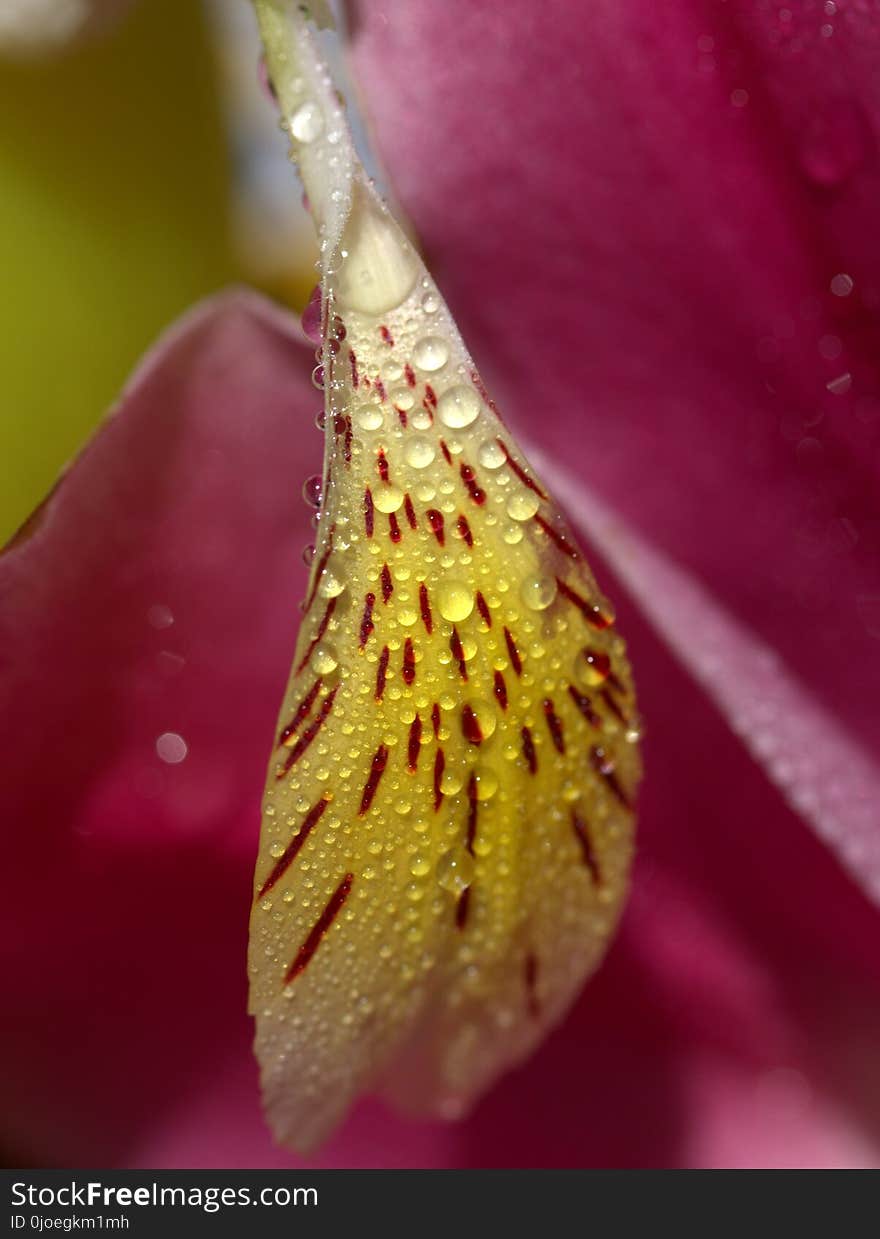 Macro Photography, Flower, Close Up, Flora