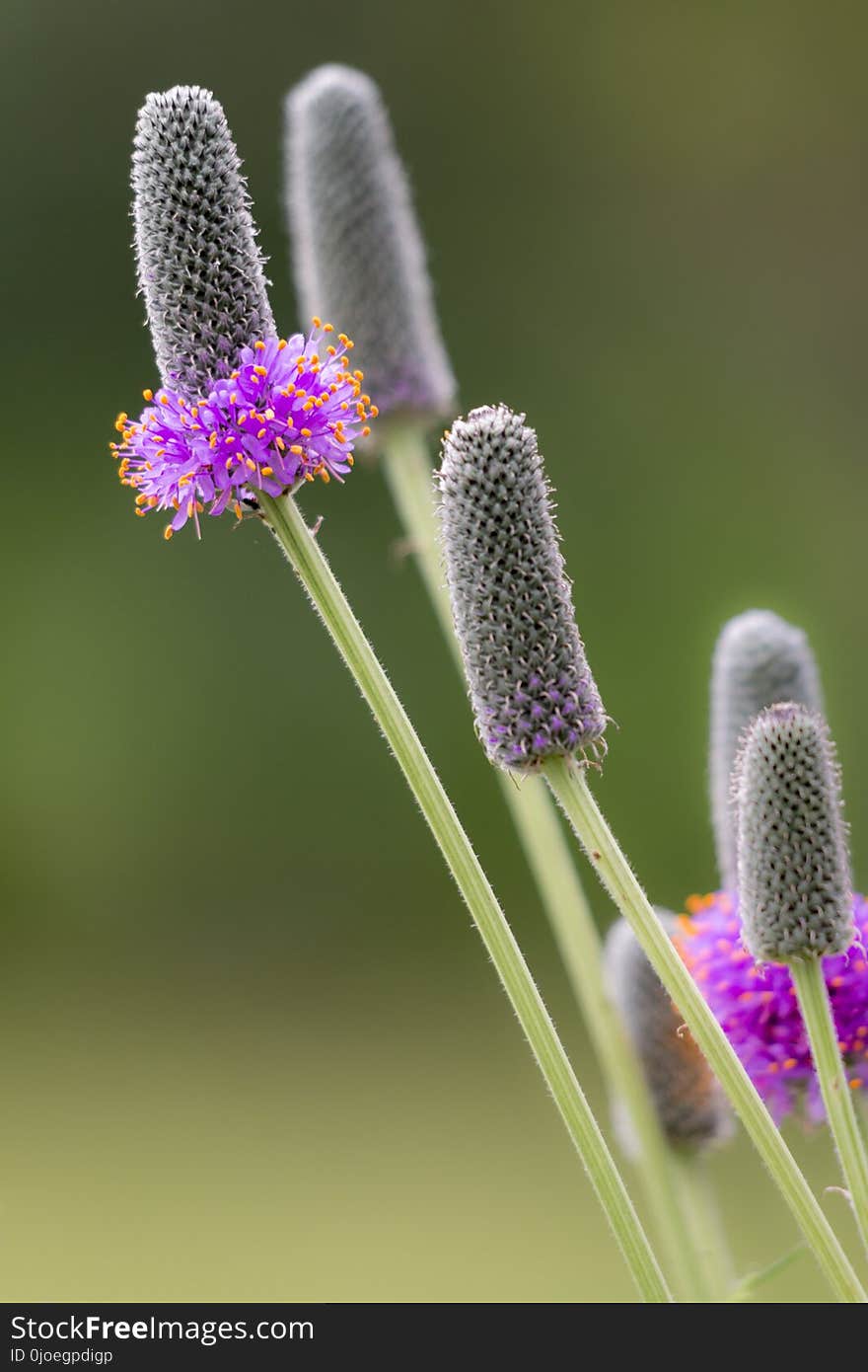 Flower, Flora, Purple, Plant