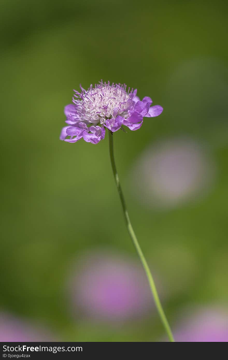 Flower, Purple, Close Up, Flora