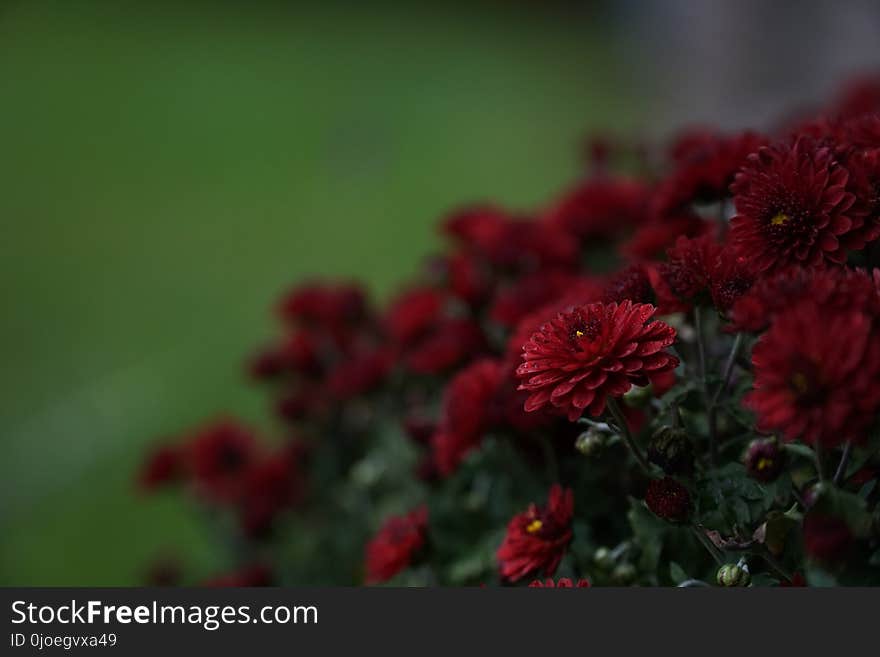 Flower, Flowering Plant, Chrysanths, Petal