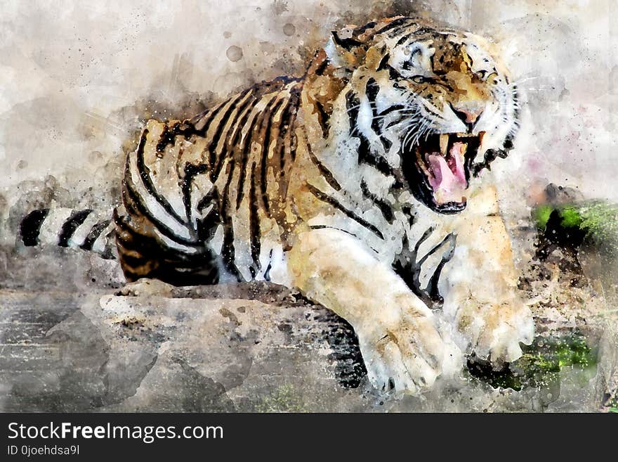 Tiger, Wildlife, Mammal, Terrestrial Animal