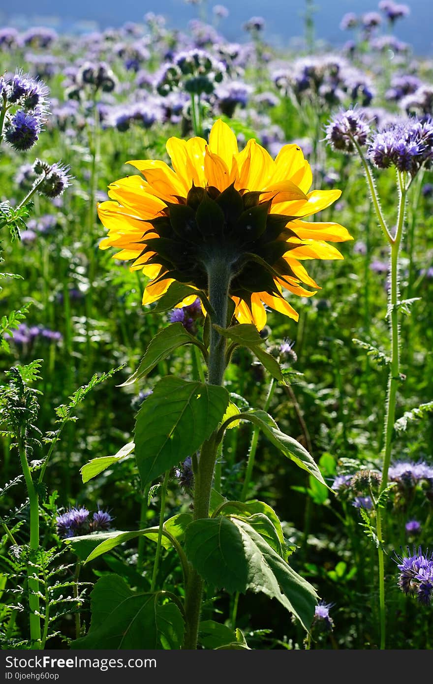 Flower, Plant, Wildflower, Flowering Plant